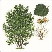 Jour 27. Coudrier, arbre dont les fleurs mâles apparaissent par groupes de 2 à 4 chatons pendants et jaunes.