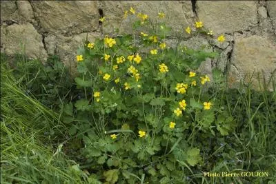 Jour 29. Autres noms : herbe aux boucs, herbe aux verrues, lait de sorcières !
