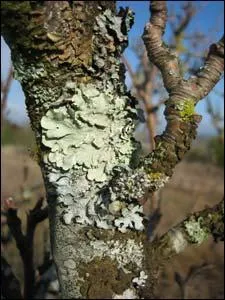 Jour 17. Végétal fréquent sur les pierres, les arbres, les rochers :