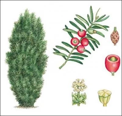 Jour 18. Conifère à baies rouges de la famille des Taxacées :