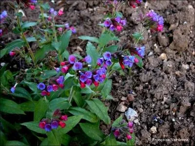 Jour 19. Plante herbacée des bois, dont les fleurs passent du rose au bleu :