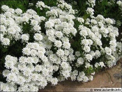 Jour 21. Nom donné en horticulture à la corbeille d'argent :