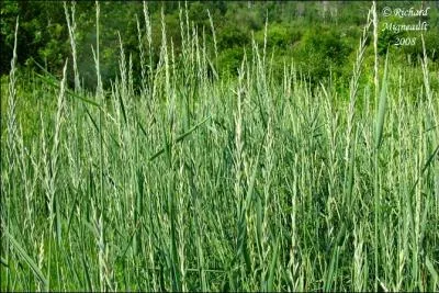 Jour 23. Plante herbacée, vivace et nuisible aux cultures :