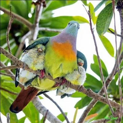 Un sacré poil dans la main !