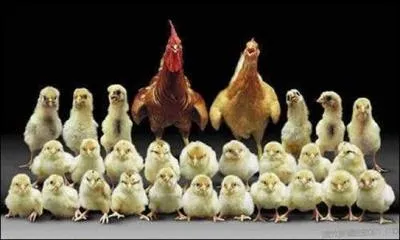 Il s'occupe de tout !