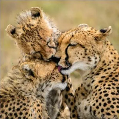 Arrive après un ré, et avant un si !