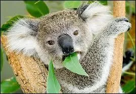 Outre le fait d'être le mets le plus apprécié des koalas, l'eucalyptus possède aussi des vertus thérapeutiques. Dans quel domaine cette plante est-elle utilisée et reconnue pour ses bienfaits ?