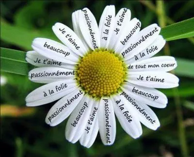 En 1980 la chanson "Woman in Love" de Barbra Streisand est adaptée en français sous le titre "Une femme amoureuse". Qui l'a interprétée dans sa version française ?