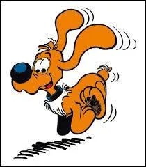 Connaissez-vous le nom de ce chien roux ?