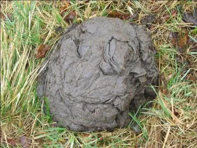 Beurk ! Un caca de vache !