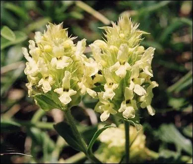 De son vrai nom Sidéritis, quelle est cette plante avec laquelle on peut produire un excellent digestif ?