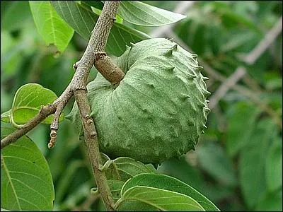 On l'appelle annone ou pomme cannelle, mais encore ...