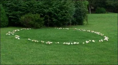 Que sont les ronds de sorcière ?