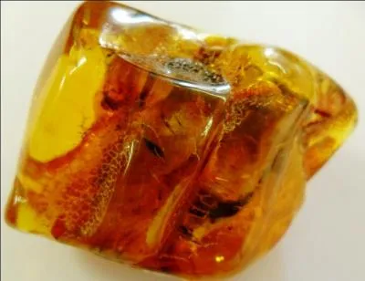 D'où provient l'ambre ?