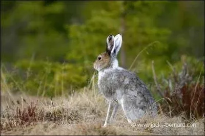Quel est le nom du lièvre variable ?