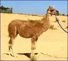 Qu'est-ce que le cama ?