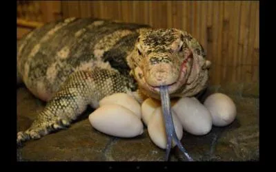 Que découvre Ravi à propos de son lézard ?