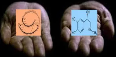 Dans certains cas, l'allergie alimentaire peut se manifester par une réaction anaphylactique. Dans le meilleur des cas, cela se limitera à un urticaire généralisé. Sinon, viennent s'ajouter gène respiratoire, tachycardie et baisse de la tension artérielle.
Quel est le traitement de la réaction anaphylactique ?