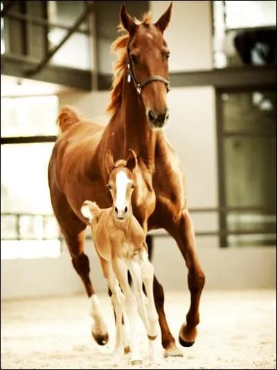 Quelle est la race de cette jument et son poulain ?