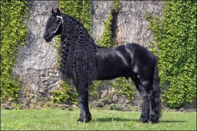 Quelle est la race de ce cheval ?