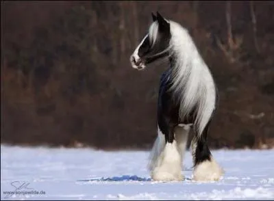 Quelle est la race de ce cheval ?