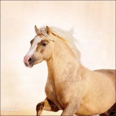 Et pour finir, quelle est la race de ce poney ?