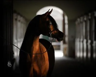 Quelle est la race de ce cheval ?