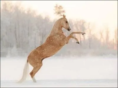 Quelle est la race de ce cheval ?