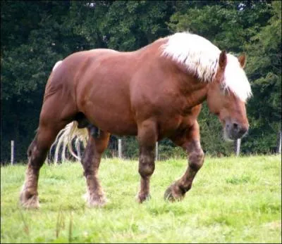Quelle est la race de ce cheval de trait ?