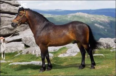 Quelle est la race de ce poney ?