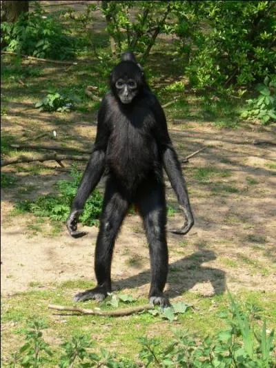 Singe. Animal arboricole qui se sent également à l'aise dans...
