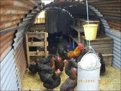 Nous aimons les animaux parce qu'ils ne mentent pas, c'est pour ça que l'homme les a mis en esclavage, ils lui rappelaient...