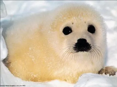 La cause des animaux passe avant le souci...