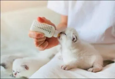 On appelle animaux domestiques ceux qui se...