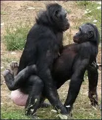 L'homme est le seul animal qui, pour se reproduire, commence par enfoncer sa langue dans la bouche de sa femelle. Toutes les autres bêtes sans exception trouvent du premier coup...