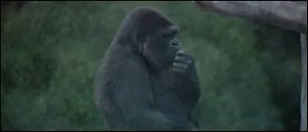 Les animaux sont des amis tellement agréables - ils ne posent jamais de questions, ils ne font aucune...