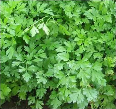 Et enfin à quoi sert le persil ?