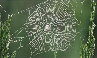 Je vous donne des toiles d'araignées, mais à quelle occasion les utilise-t-on ?