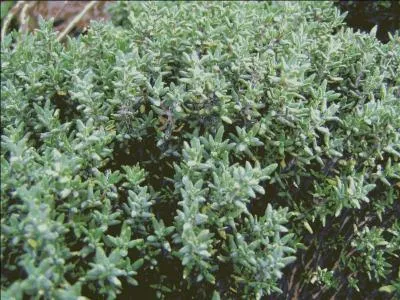 Le thym est une plante médicinale, mais quand utilisons-nous cette plante ?