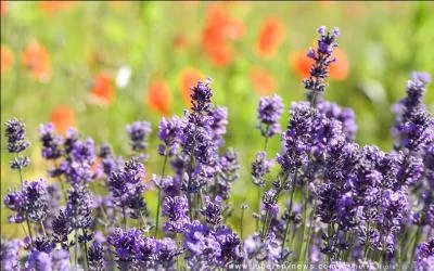 La lavande sert à apaiser la fièvre, mais quelle autre plante médicinale fait le même effet ?