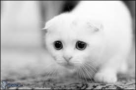 Pauvre animal... Mais quel animal est-ce ?