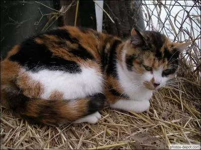Si les trois couleurs de ce chat étaient mélangées, cela formerait une robe...