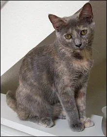 Si ce petit chat très mignon était un cheval, il serait...