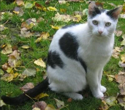 Un chat blanc et noir, c'est comme un cheval pie blanc.