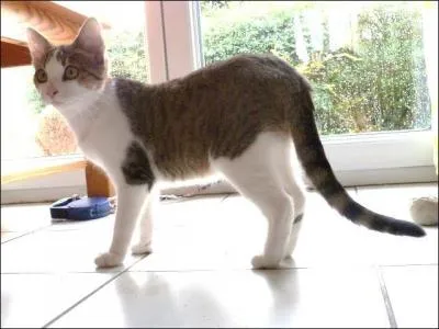 Ce chat ______ serait ______ s'il était un cheval.