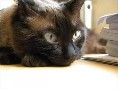 Si ce chat était un poney, il serait bai.