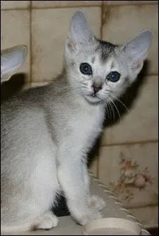 Que ce chat est mignon ! Il est...