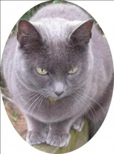 Si ce chat était un cheval, il serait...