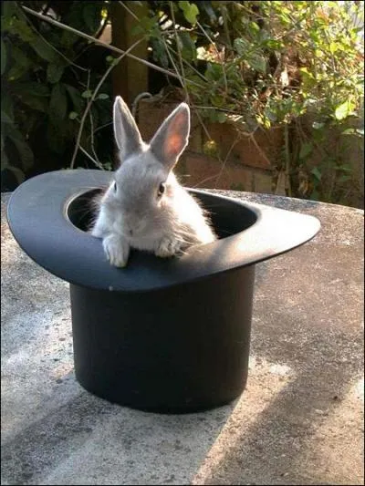 Où est le lapin ?