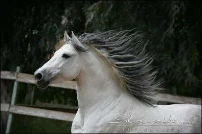 Quel est le mécanisme du galop à gauche ?
